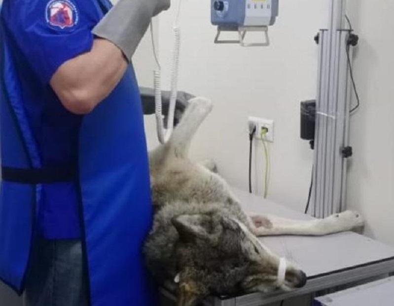 Зоозащитники Подмосковья поместили вышедшего к людям волка в приют