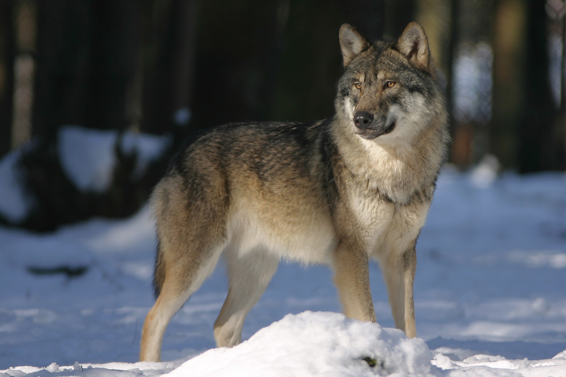 В пригороде Норильска на промышленных площадках заметили волков