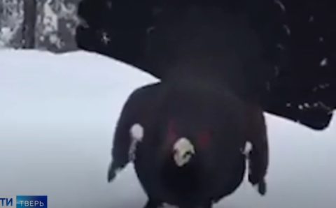 Тверской лыжник во время прогулки встретил глухаря