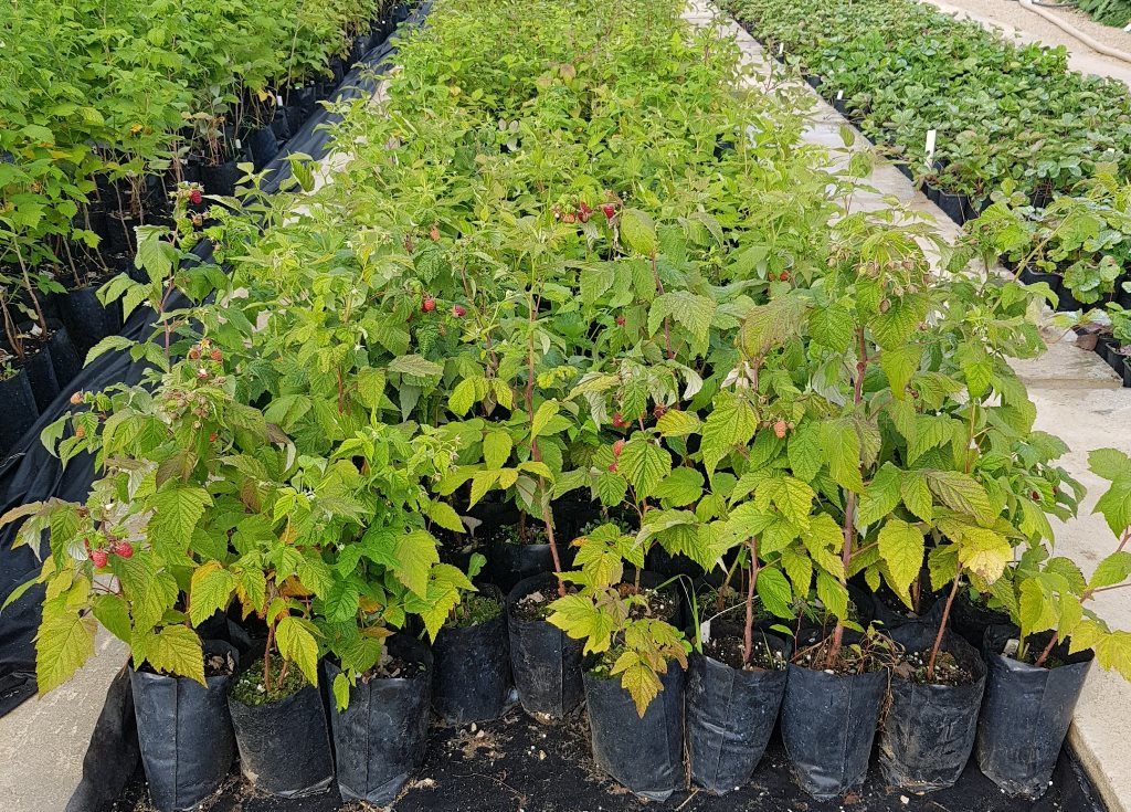 На Ставрополье станут выращивать в теплицах ежевику, голубику и малину