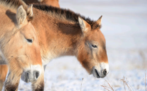 Численность лошади Пржевальского на территории РФ может достичь 100 особей