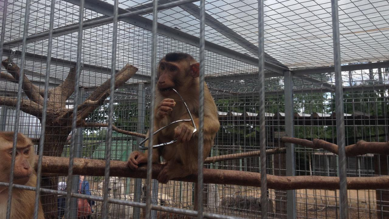 Ветеринары Подмосковья обследовали 130 обезьян за 2020 год