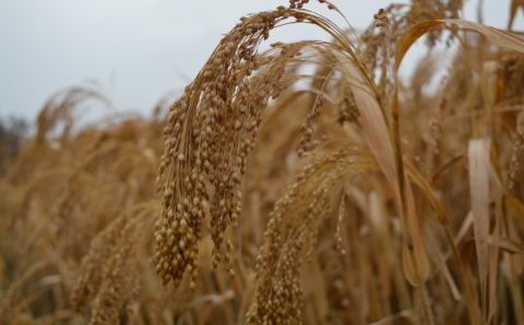 Ученые вывели новый сорт проса для  выращивания в  Алтайском крае