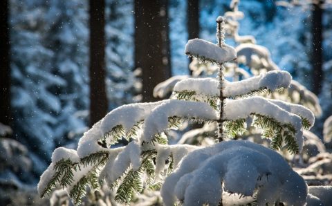 Около половины месячной нормы снега выпало в Красноярске за ночь