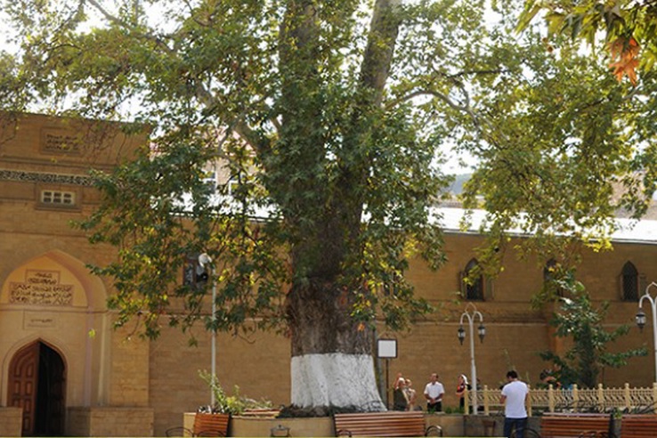 Началось голосование в конкурсе «Европейское дерево года – 2021»