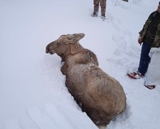 В Камчатском крае впервые испытали дистанционный инъектор на лосях