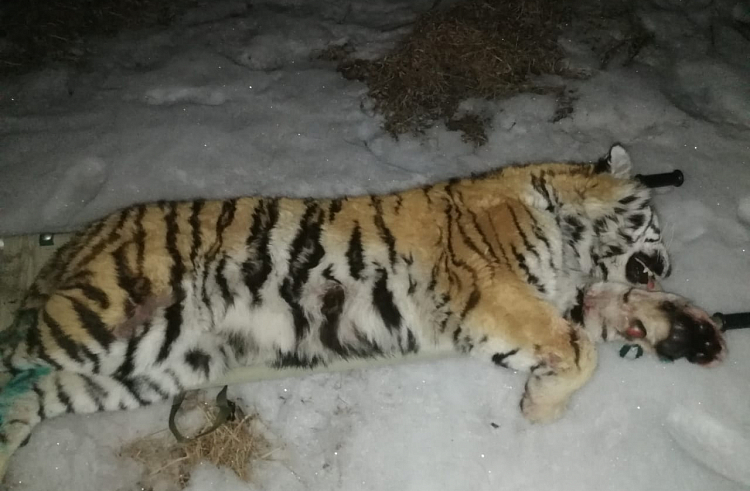Тигра-смутьяна отловили в Приморском крае