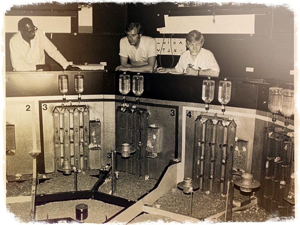 Что не так в «мышином раю» Джона Кэлхуна?