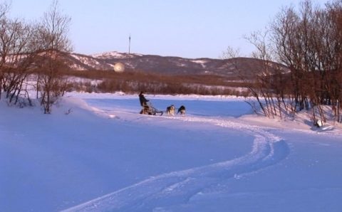 На Чукотке стартовала гонка на собачьих упряжках «Надежда – 2021»