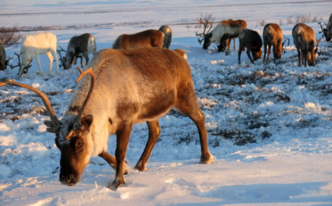 В Хабаровском крае около 1,4 млн рублей направят на развитие оленеводства