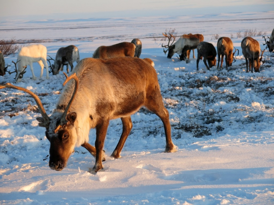 В Хабаровском крае около 1,4 млн рублей направят на развитие оленеводства