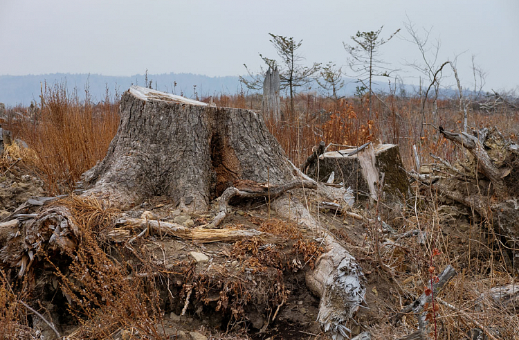 В Приморье пресекли незаконную вырубку леса