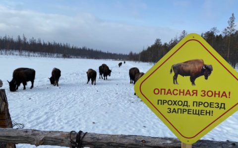 В Якутии открыли парк лесных бизонов «Тумара»