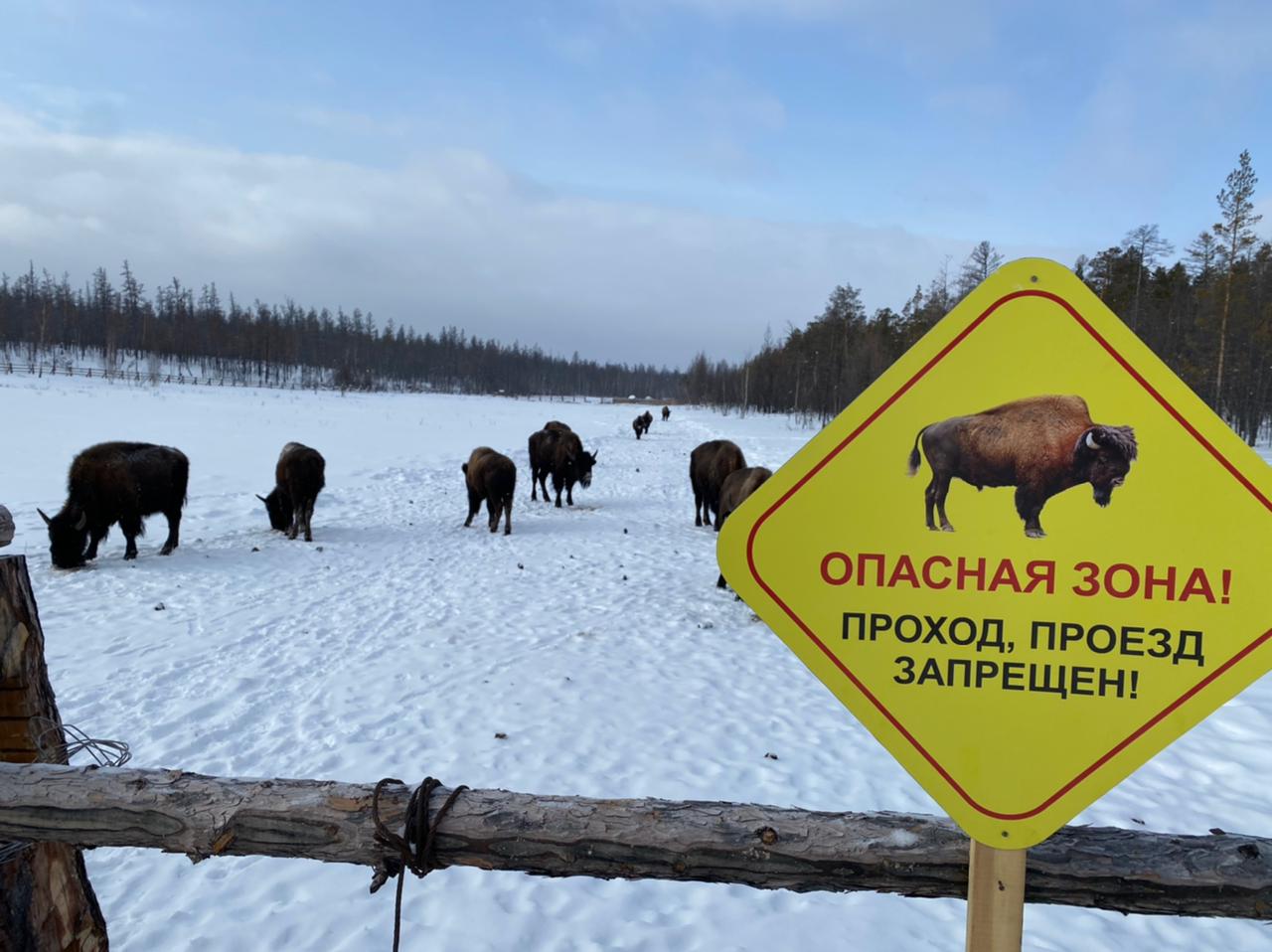 В Якутии открыли парк лесных бизонов «Тумара»