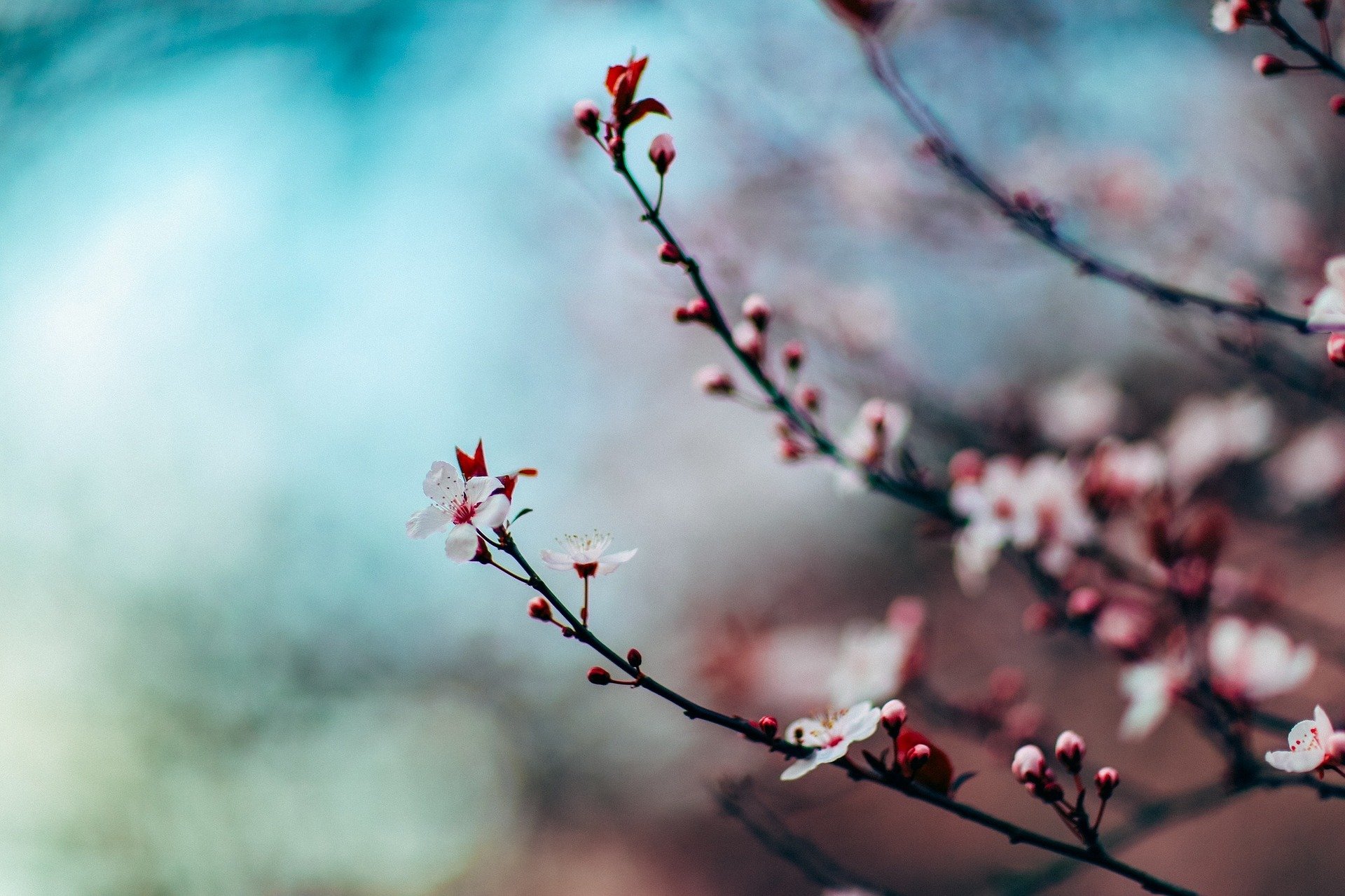 В Японии распустились первые цветы сакуры