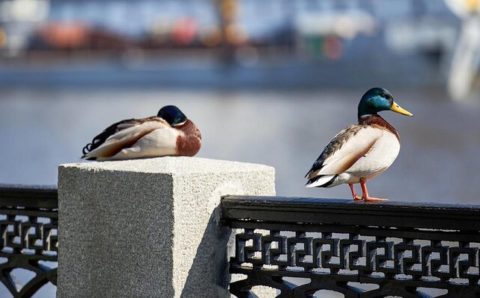 На этой неделе в Москве ожидается потепление