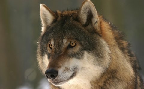 Волк покусал двоих людей и напал на собаку в ЕАО