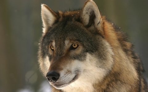 В Приамурье охотники на волков получат особый статус