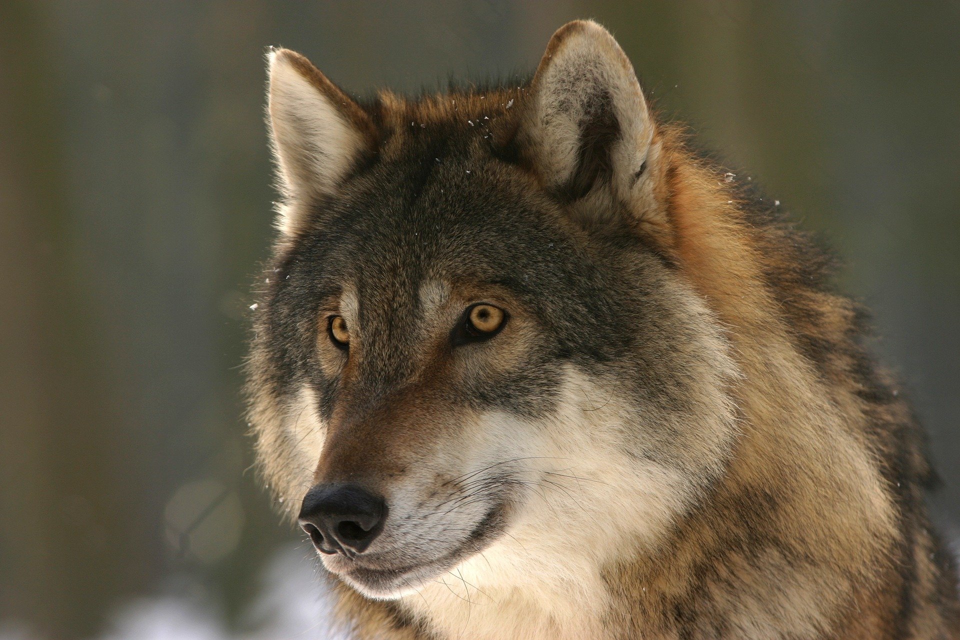 В Архангельской области увеличили выплату за добычу волка