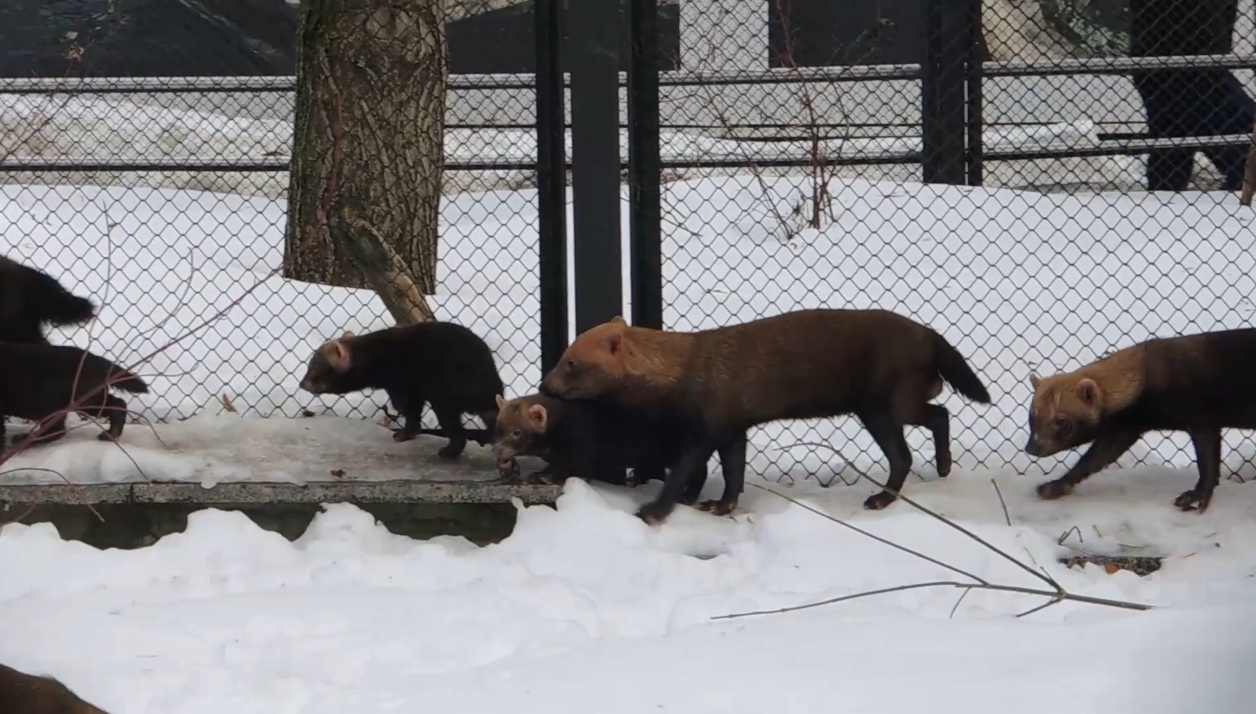В Московском зоопарке родились пятеро щенков кустарниковой собаки