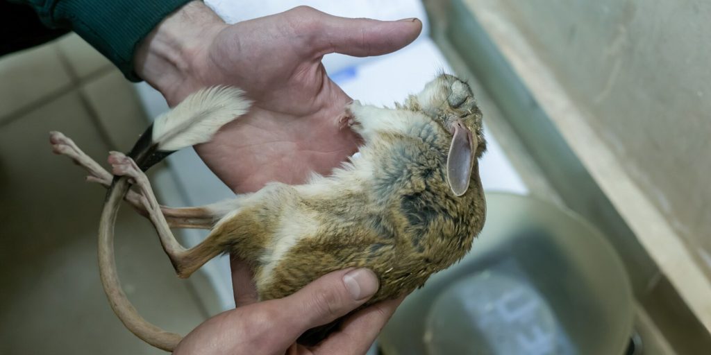 В Московском зоопарке достали тушканчиков из холодильников