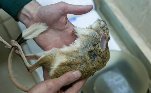 В Московском зоопарке достали тушканчиков из холодильников