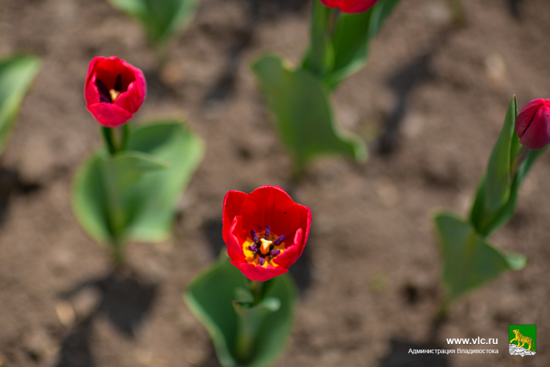 В приморской столице распустились первые тюльпаны
