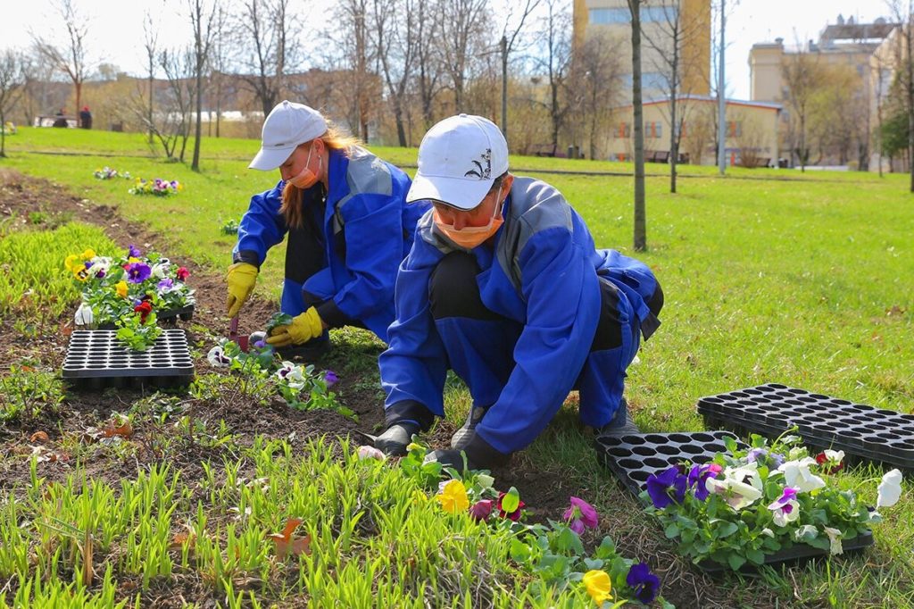 Около 54 млн цветов украсят московские улицы в 2021 году