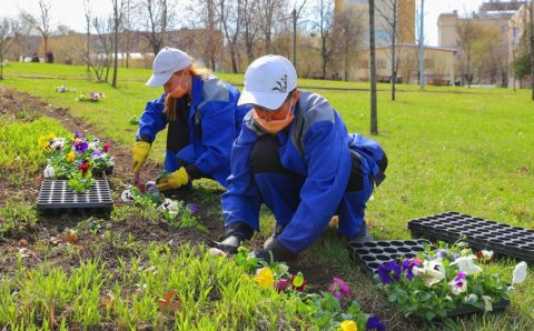 Около 54 млн цветов украсят московские улицы в 2021 году