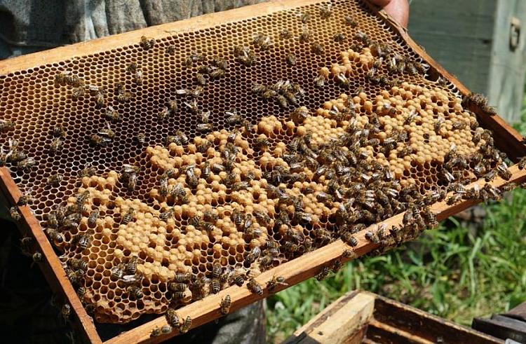 В Приморье стартовал весенний сбор мёда