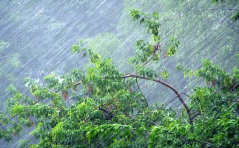 Сахалинцев предупредили о сильном дожде и ветре
