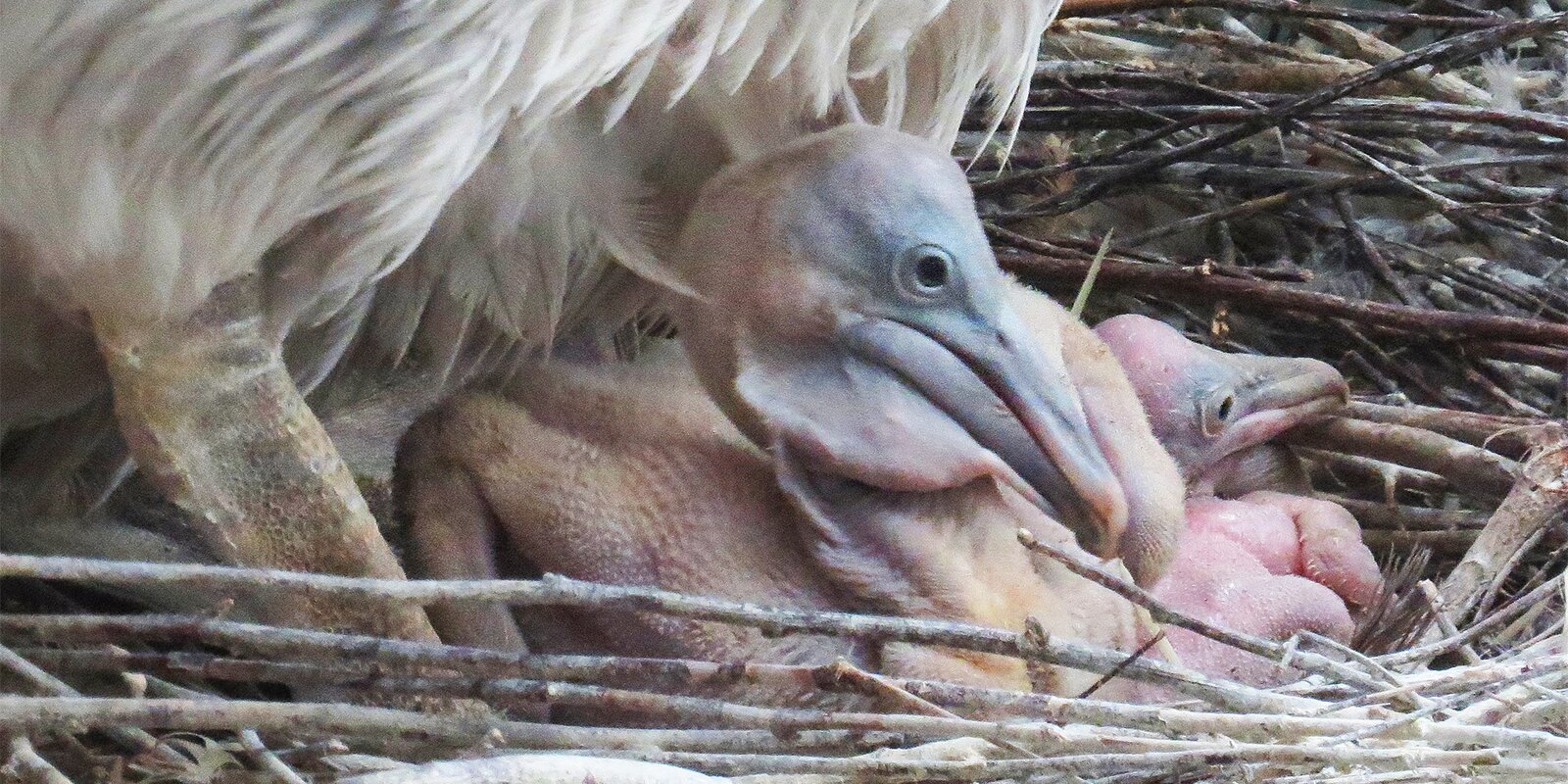В Московском зоопарке вылупились птенцы кудрявых пеликанов