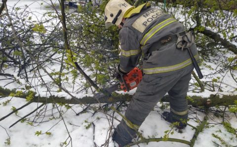 Непогода в Тульской области повалила 70 деревьев