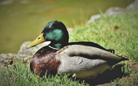 В Хакасии на время разрешат охоту на селезней