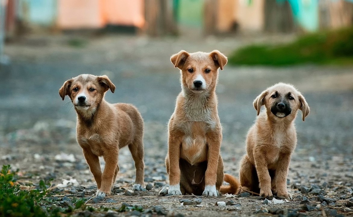 В Липецке за полгода выловили 800 бездомных собак