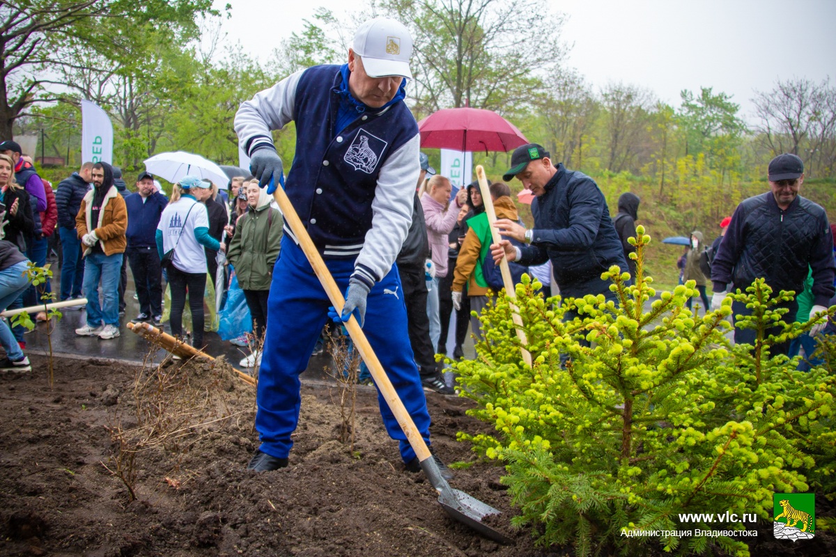 Во Владивостоке высадили более двух тысяч деревьев