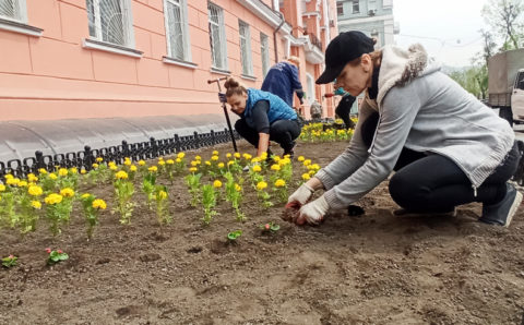 Озеленители высаживают в приморской столице бегонии, канны и тагетесы