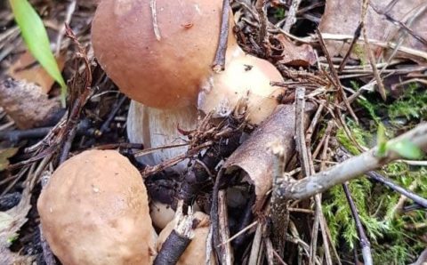 Новости про запрет сбора грибов — фейк