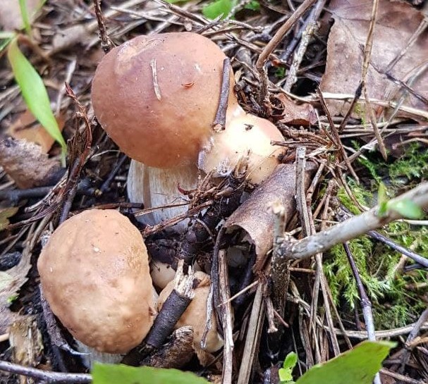 Новости про запрет сбора грибов — фейк