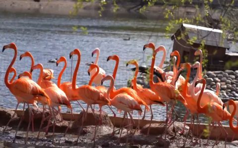 В Московском зоопарке фламинго перебрались в летний вольер