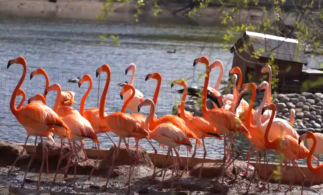 В Московском зоопарке фламинго перебрались в летний вольер