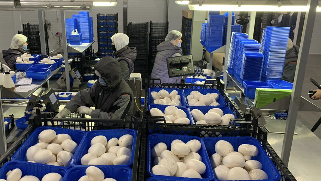 В Подмосковье собрали более 2 500 тонн грибов