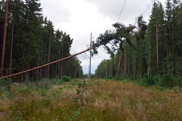 В Ленинградской области устраняют последствия грозы и шквального ветра