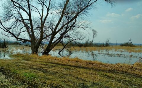 В нескольких районах Амурской области ввели режим ЧС