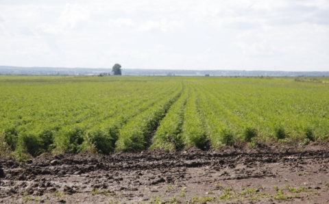 Орловская область получит больше 80 млн рублей для выращивания сои и рапса