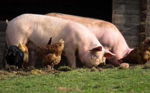 Великолукское «свинство» может стать угрозой Балтийской экологии