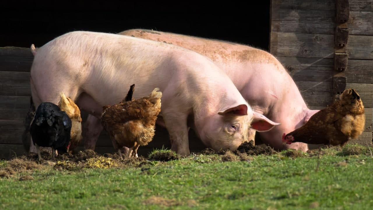Великолукское «свинство» может стать угрозой Балтийской экологии