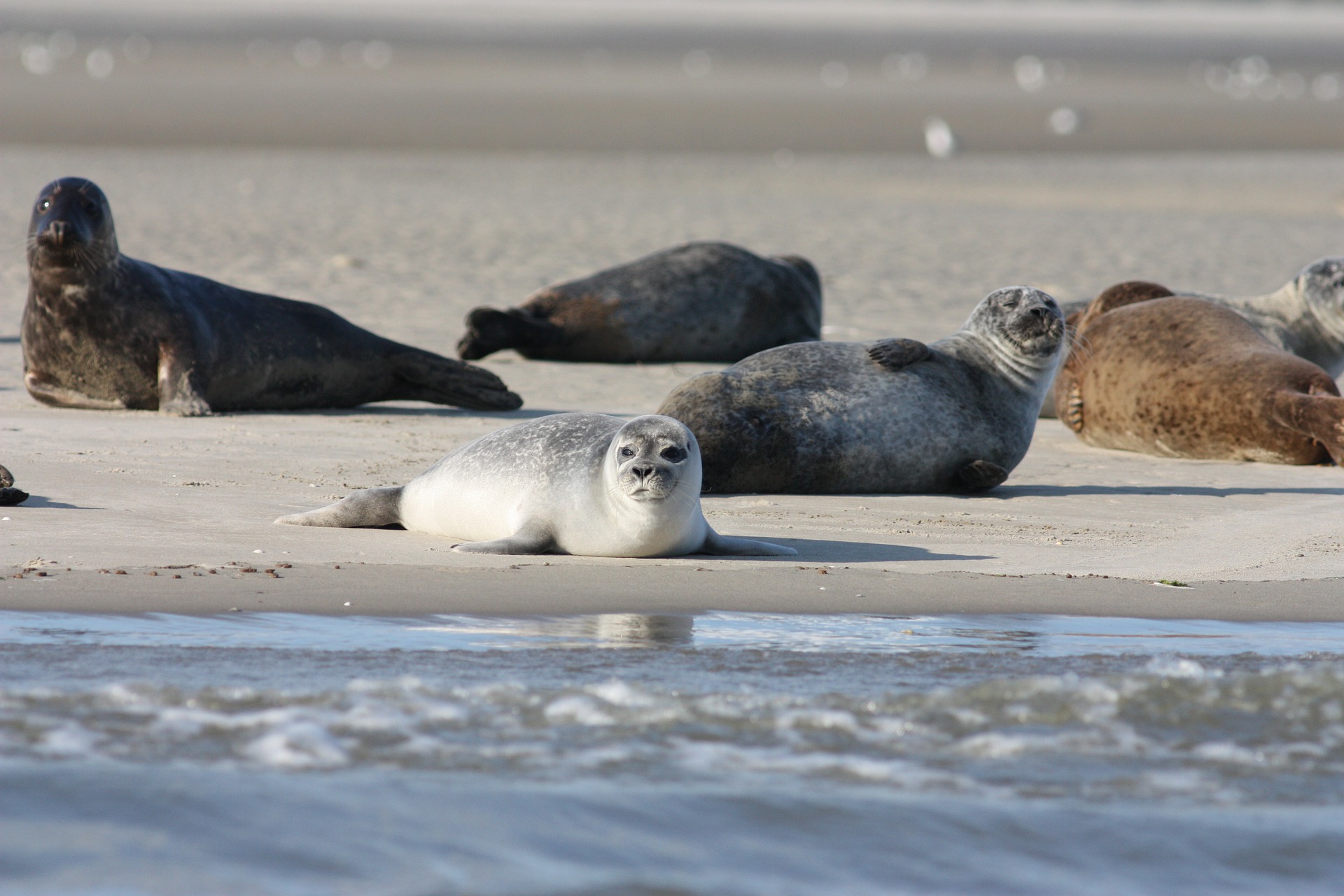 На побережье Каспийского моря обнаружили погибших тюленей