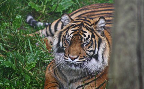 Амурских тигров на Дальнем Востоке пересчитают