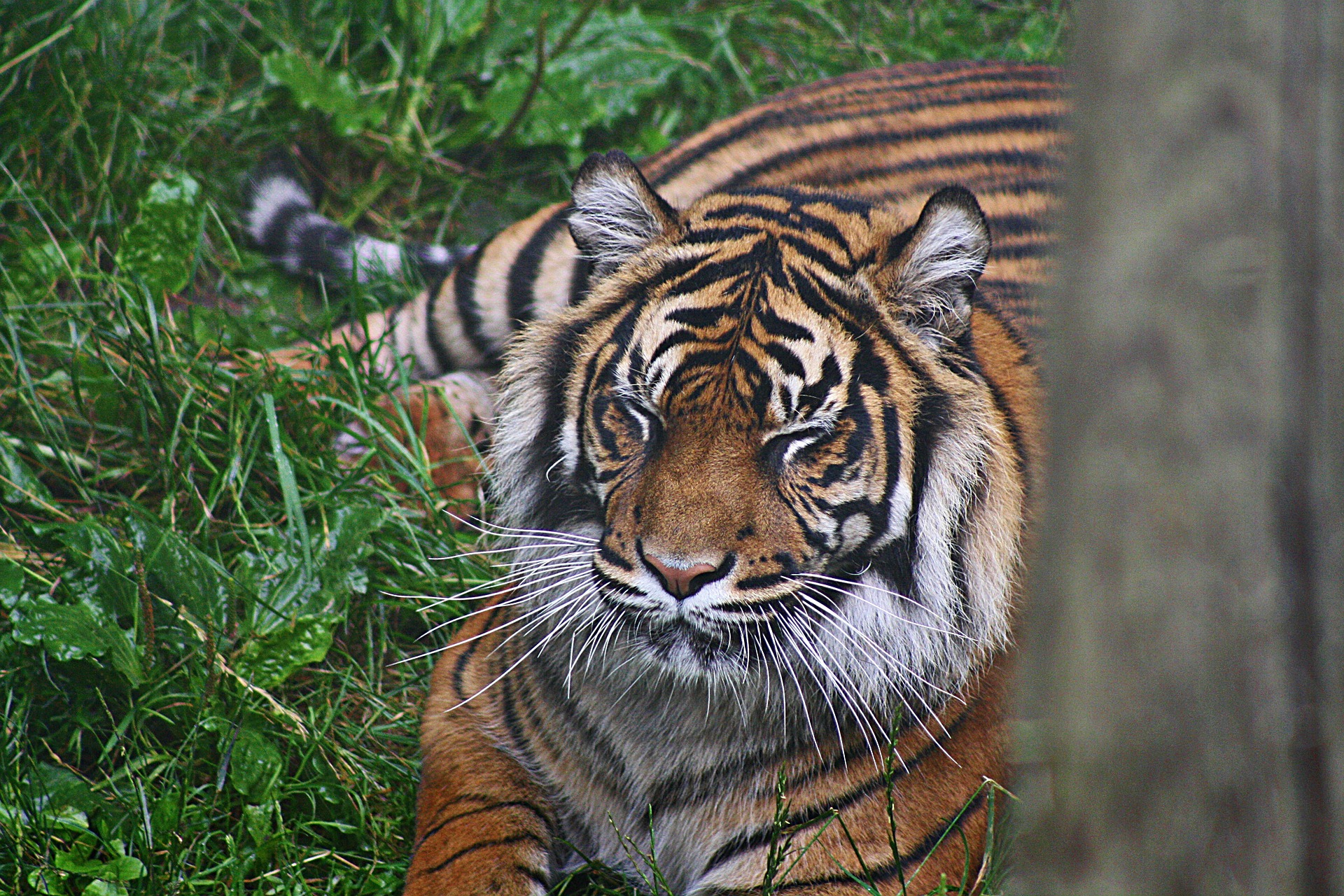 Амурских тигров на Дальнем Востоке пересчитают